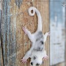 로던트클럽 이미지