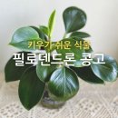 콩고 키우기, 수경 재배에서 흙으로... 일주일만의 놀라운 변화! 키우기 쉬운 식물!