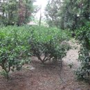 망오름 인근 이미지