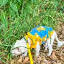 대춘해장국 이미지