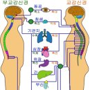 교감신경과 부교감신경 이란? 이미지