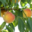 이재권농장 이미지