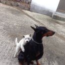 오공이 농장 이미지