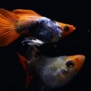 월평새뜸로 이미지