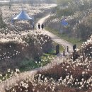 영산강서창들녘억새길 | 영산강 서창들녘 억새축제
