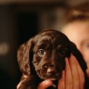 건강한 강아지 이미지