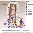 Re:Re: Nutritional Keys for Intestinal Barrier Modulation 이미지