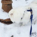 티라드 | 눈이 잘 어울리는 강아지 스피츠