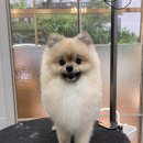 와니살롱 이미지