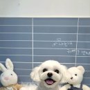 룽지살롱 이미지