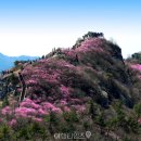 "진달래로 산이 완전 덮였습니다" 벌써 한창 시작된 10만 평의 전국 최대 진달래 명소