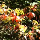 응아지 나루 이미지