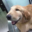 미소 동물 병원 이미지