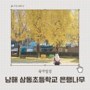 삼동초등학교 | 남해 단풍 명소 삼동초등학교 은행나무