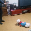 왈스반려견교육