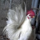 관상농장 이미지