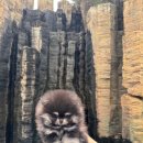 디디에퍼피 이미지