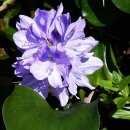 연근농장 이미지