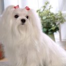 강아지 미용 이미지