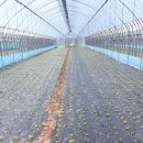 푸른들농장 이미지