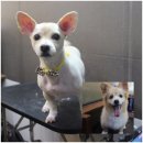 애견깍새 이미지