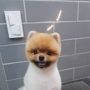 카페거리 동물병원 동행 이미지