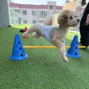 부산애견유치원 댕스하우스 이미지