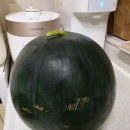 온더브릭스 | 요즘 SNS 대란 고당도 SWT 참박 흑수박 7-8kg 온브릭스 (온리브릭스) 구매 후기