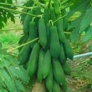 그린파파야 이미지