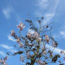 오동나무 이미지