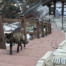 스테이지산 | 지산이와 대원이가 반겨줬던 가평 명지사 대원사 템플스테이 후기