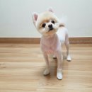 김쌤애견 이미지