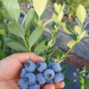 룰루베리팜 이미지