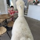 남양주 별내 카페 옴뇸뇸 솔직후기(아기랑함께ㅣ알파카먹이주기ㅣ돼지먹이주기ㅣ강아지카페ㅣ앵무새카페)
