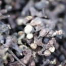 고려건강원 이미지