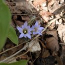 진달래 핀 풍경 이미지