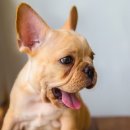 청량리 슬기 동물병원 이미지