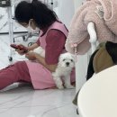 주주펫 살롱 이미지