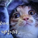 냥이의꿈 이미지
