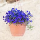 사임당 한의원 이미지