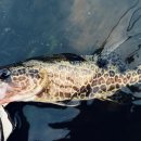 여울쏘가리 | 구례 쏘가리 쏘치팝3 사용 후기