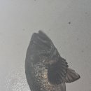 실내바다낚시터 | 🎣 화성 락 실내 바다 낚시터 방문 후기 ✨🐟