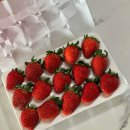 수담농장 | 이천 딸기농장 청년부부 감성딸기 고당도 프리미엄 메리퀸딸기 선물용 후기