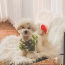 다니워리 이미지