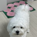 꿈꾸는 댕 이미지