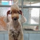 달이네 애견미용실 이미지