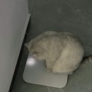 88파운드 이미지