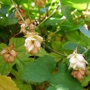 홉(HOP) Daum카페
