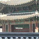 아리아 | 조선호텔뷔페 아리아 주말런치 후기