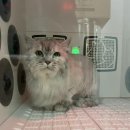 부산고양이미용&호텔 냥스타그램 이미지